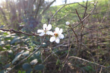 IMG_0016.jpg