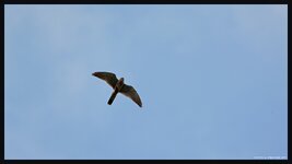 comp_ 2DSC_3821_DxO .jpg