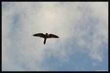 comp_ 2DSC_3832_DxO .jpg