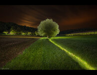 enlightedTree.jpg