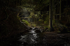 MurrhardtForest.jpg