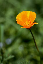 Frühling35.jpg