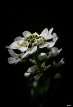 DSC_4518.jpg