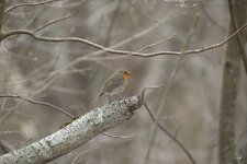 _MG_9420.jpg