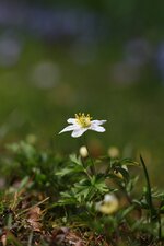 fruehling2013-25.JPG