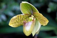 orchideenausstellung2013-7.JPG