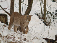 Luchs_1.jpg