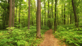 2014-05-Hainich_I.jpg 2014-05-Hainich_I.jpg