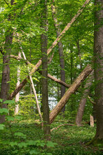 2014-05-Hainich_II.jpg 2014-05-Hainich_II.jpg