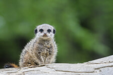 140426_Zoo_Münster-8.jpg