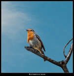 #Rotkehlchen.jpg