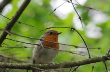 DA*200_A1.4x-L_HDDA1.4AW-6244.jpg