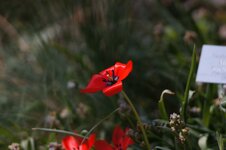 Blume-CarlZeiss135f2.8.jpg