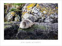 4. seal island_glengarrif.jpg 4. seal island_glengarrif.jpg