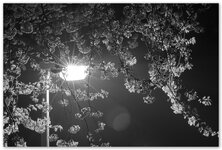 KirschBlüten1_2014.jpg