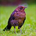 Amsel-5D-5398.jpg