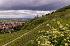 Schriesheim, Strahlenburg Weinberge.jpg