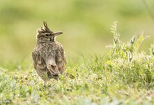 comp_DSC_6630-HaubenlerchePS.jpg