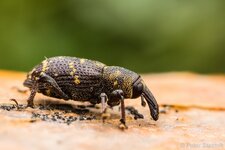comp_EOS 5D Mark III-3944 - LR4.jpg