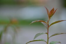 DSC_3514_comp.jpg