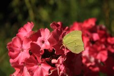 IMG_9660.JPG