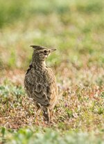 comp_DSC_6616-HaubenlerchePS.jpg