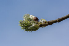 20130419-IMG_6896.jpg