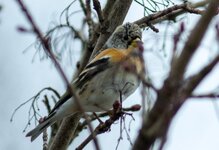 bunter-Vogel--20130407-1443.jpg