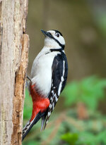 IMG_5796-Bearbeitet.jpg IMG_5796-Bearbeitet.jpg