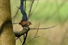 comp_DSC_8046.jpg