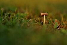 Pilz1.jpg