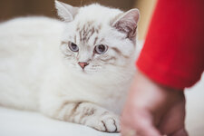 Blog_Katzenausstellung_Vaduz_April_2014_YZ_104.jpg