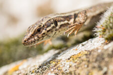 DSC_3517.jpg