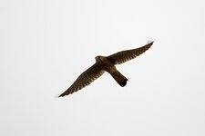 IMG_2123.jpg