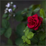 rose-6525.jpg