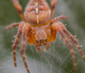 Spinne-2.jpg