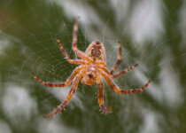 Spinne-3.jpg