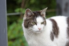Katze-Tokina90f2.5.jpg