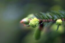 Grün-Tokina90f2.5.jpg