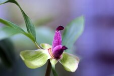 Violett-Tokina90f2.5.jpg