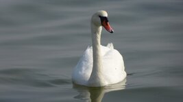 Schwan 2.1 für DSLR-Forum.jpg