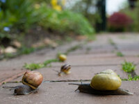 P4270074-4.jpg