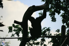 Affe.JPG