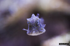 EOS 50D_02575_04_17_2014.jpg