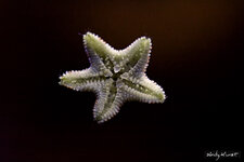 EOS 50D_02619_04_17_2014.jpg