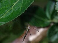 DSC00243-11.jpg