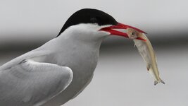 stint.jpg