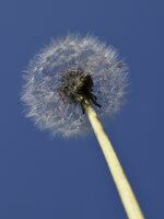 Pusteblume-Canon.jpg