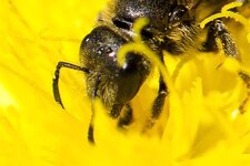 Biene--20140520-0074.jpg