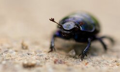DungBeetle 1.jpg